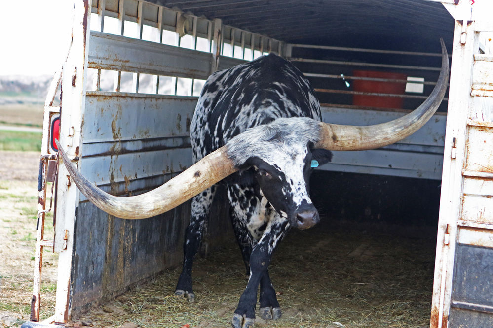Big new arrival at Legacy of the Plains